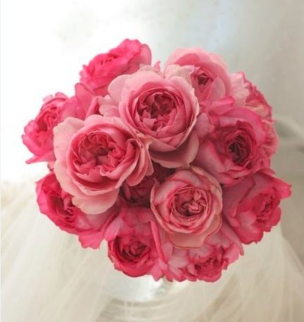 伊芙象牙花苗月季花月季酒窖风琴心愿奶油胭脂花卉