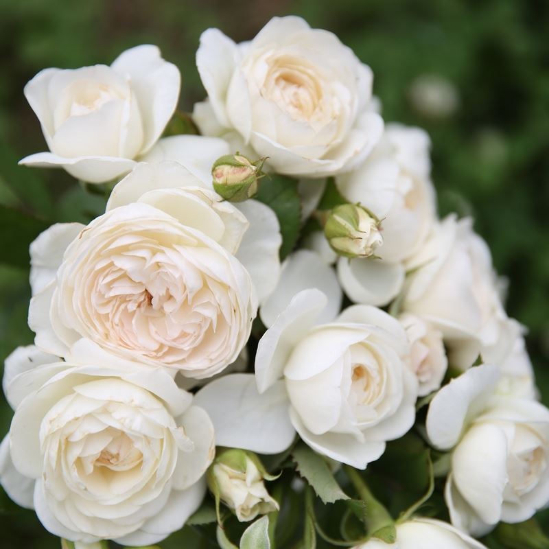 白色系列心之水滴初雪音调 白龙克莱尔奥斯汀天堂 波列罗月季花苗