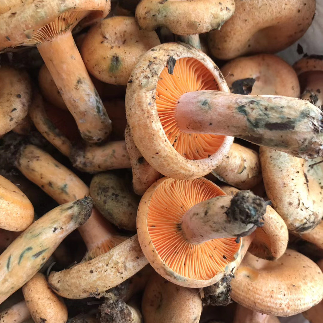 新鲜谷熟云南野生枞菌铜绿枞树菌松乳菇寒菌香菇类