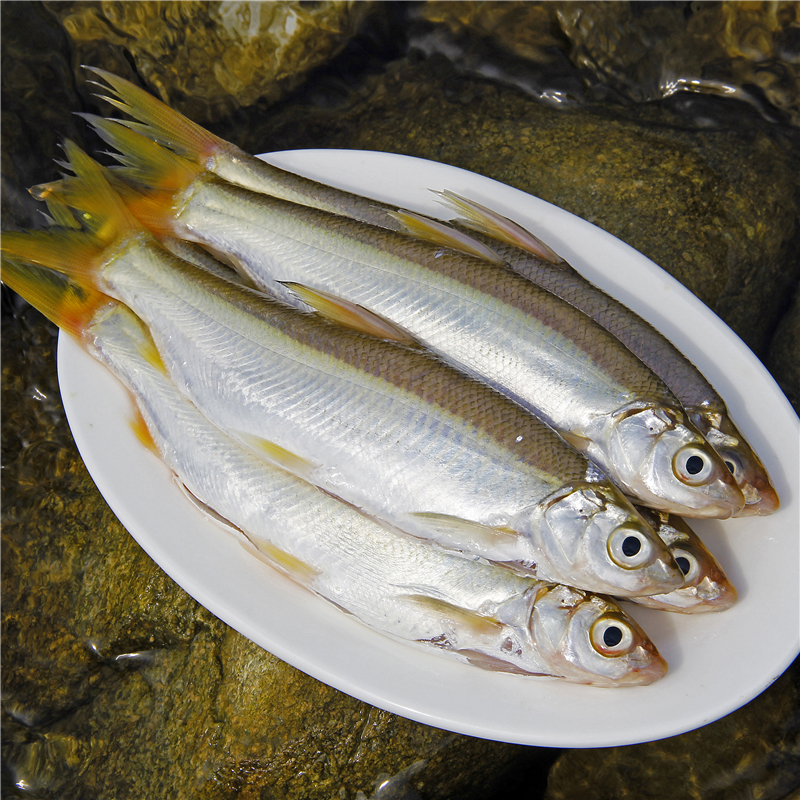 千岛湖新鲜食用黄尾鱼淡水鱼类