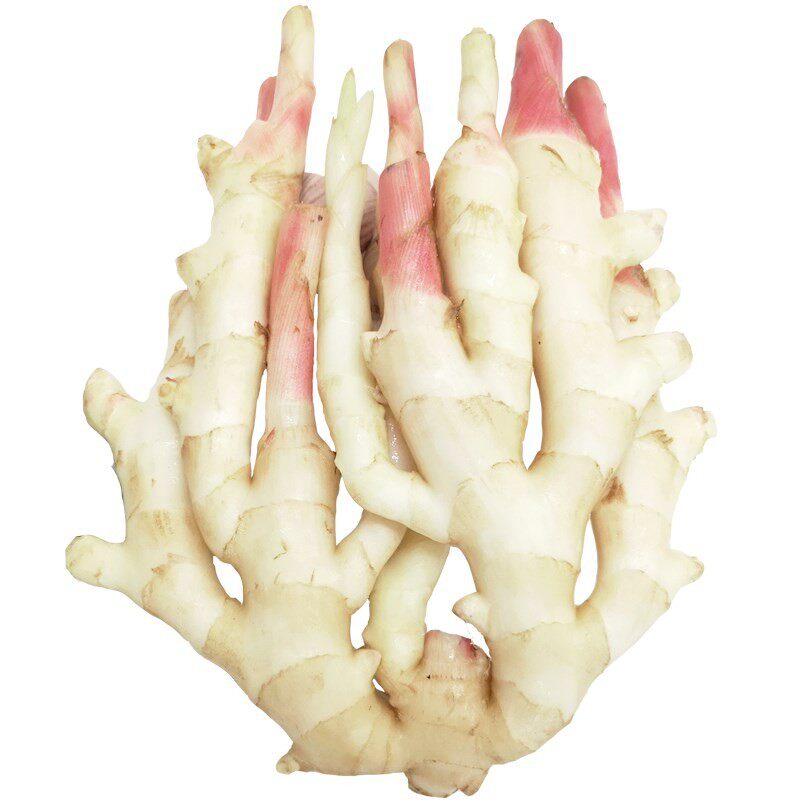 红芽嫩姜现挖种植农家姜芽生姜5斤新鲜山东生姜