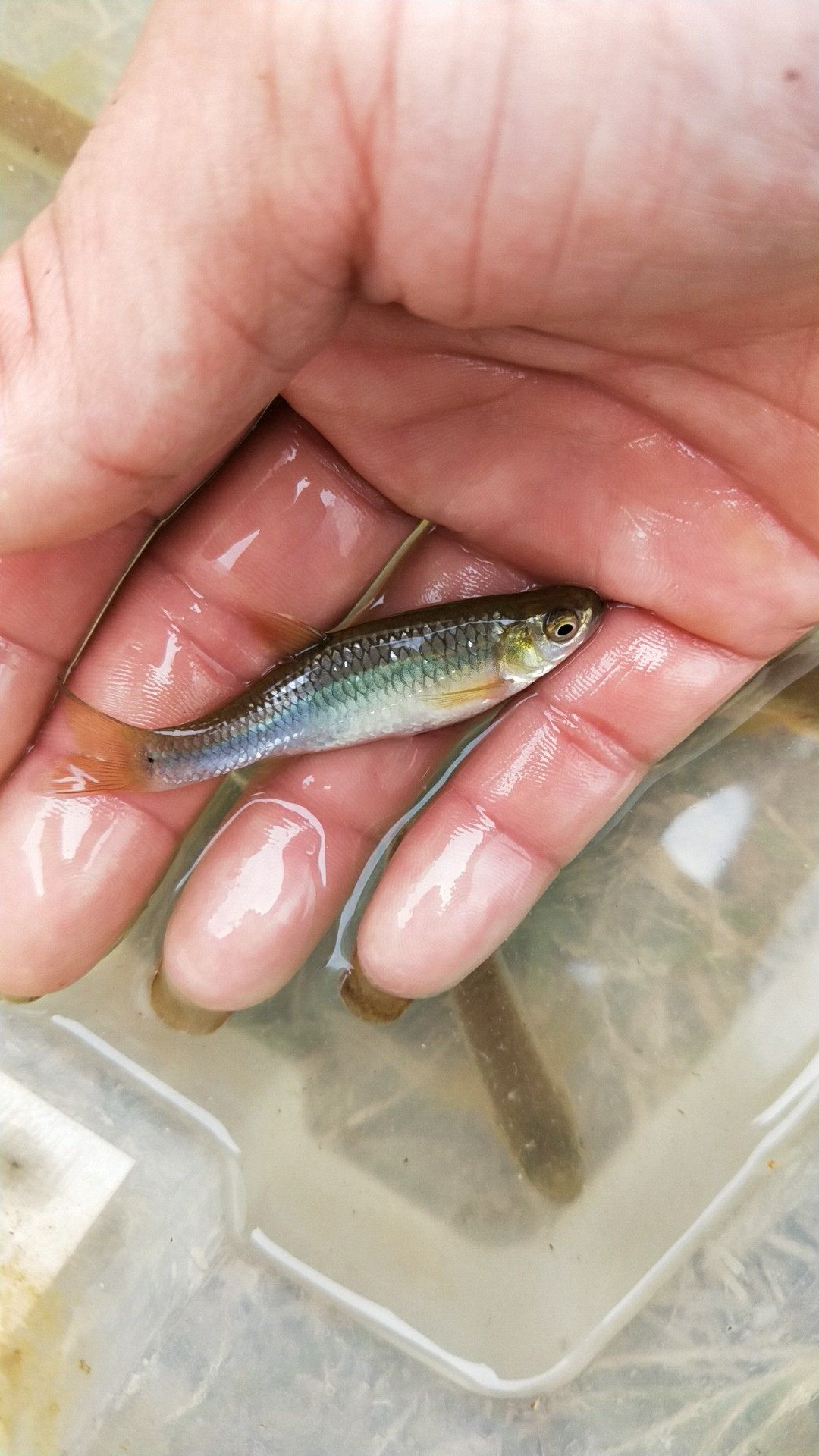 麦穗活体原生鱼好养耐活包淡水鱼冷水鱼观赏鱼清洁鱼