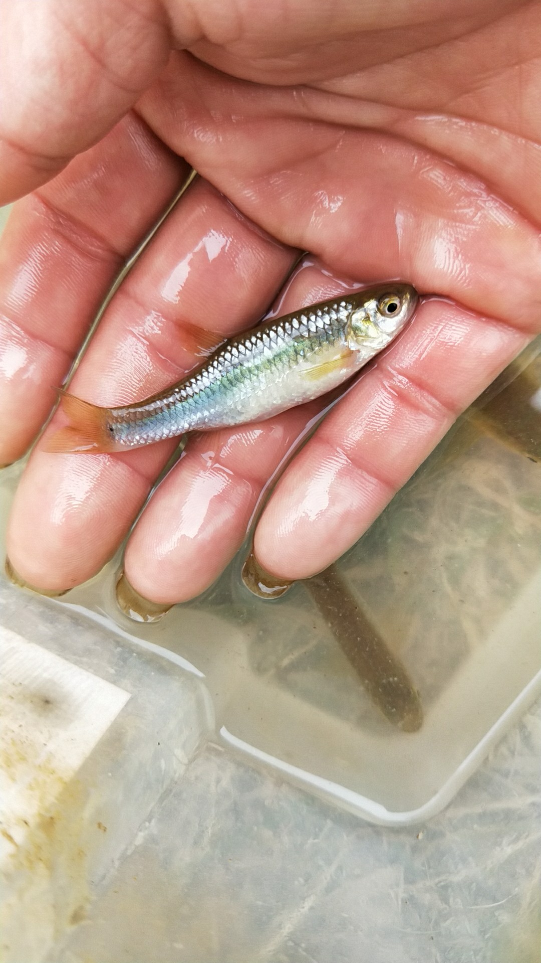 麦穗活体原生鱼好养耐活包淡水鱼冷水鱼观赏鱼清洁鱼