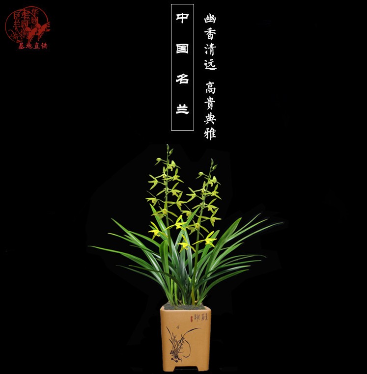 室内白墨正品品兰花苗花苞名贵精品墨兰浓香时令草本花卉