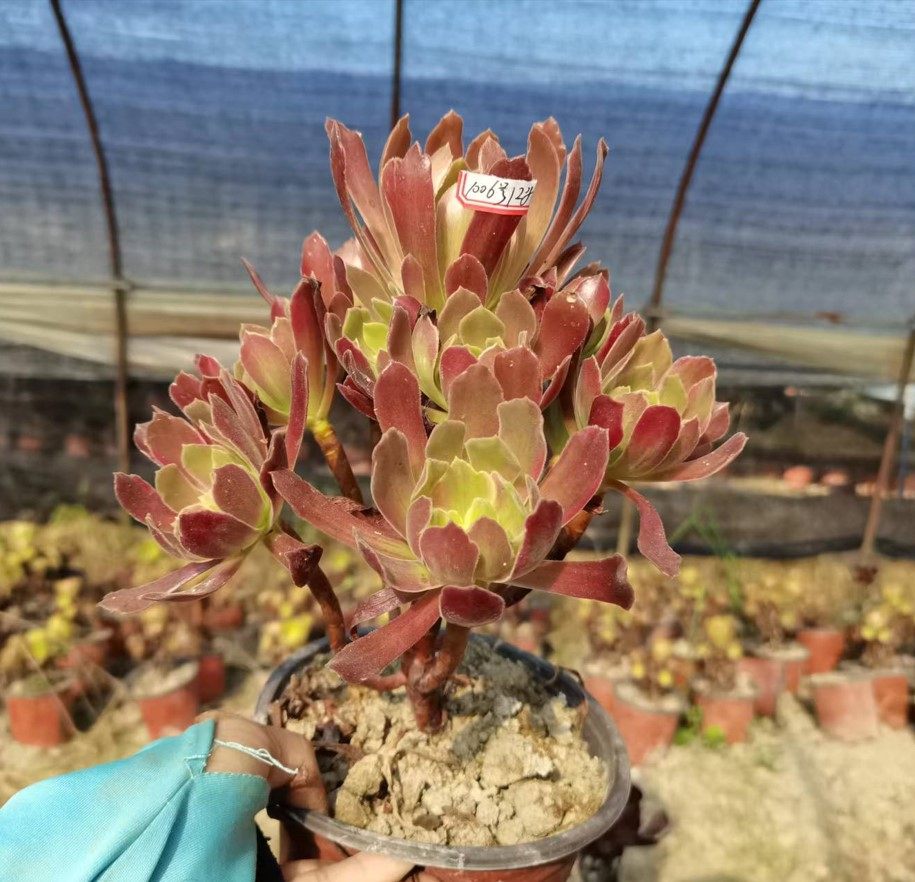 法师真仙园多肉植物类贵货赤霞飞一物一拍花卉多肉植物