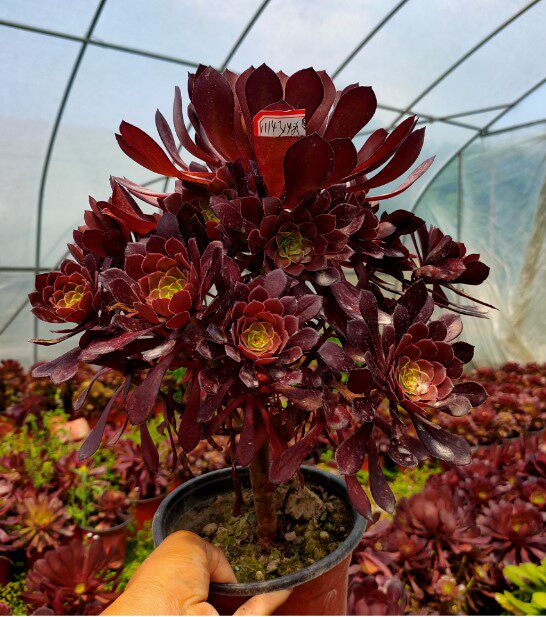 多肉真仙园法师红铜多头植物绿植花卉多肉植物