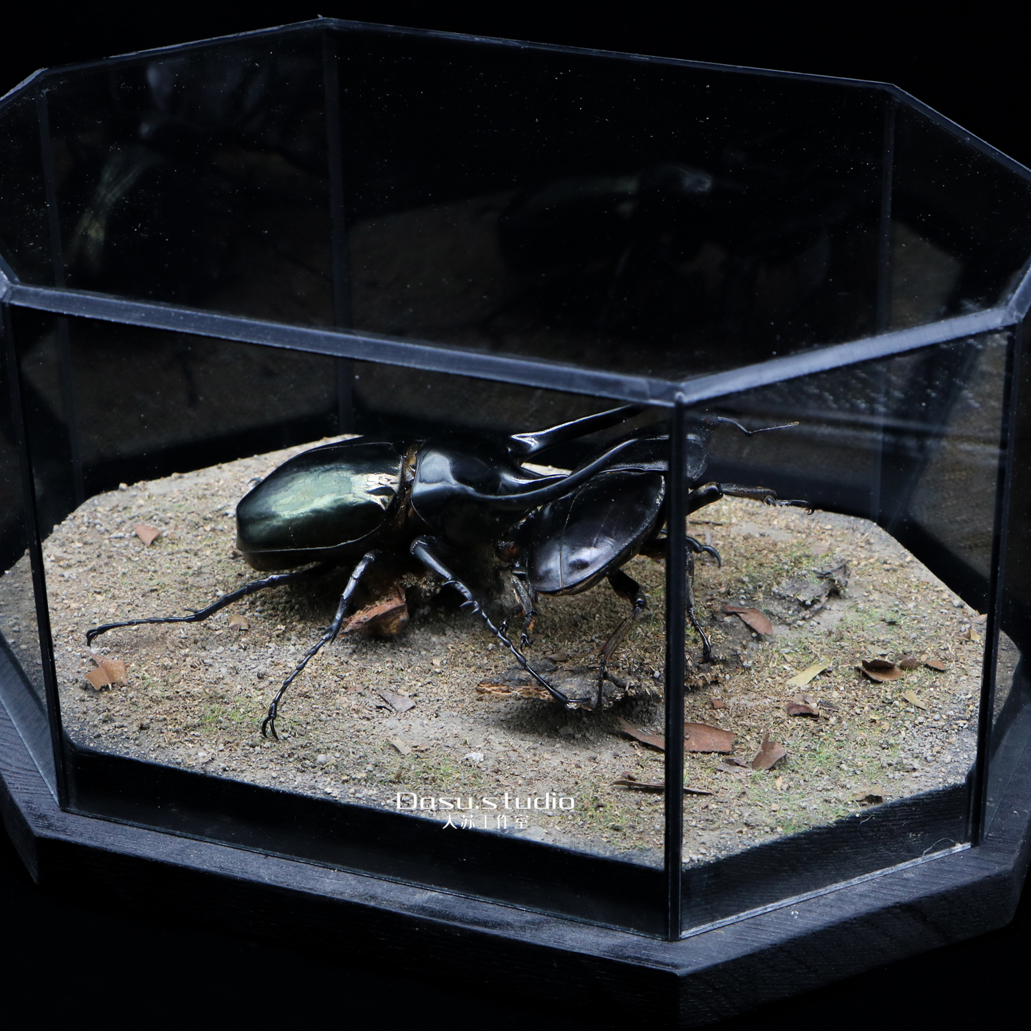 暴怒南洋大兜vs苏门答腊巨扁锹甲巨型甲虫打斗摆件