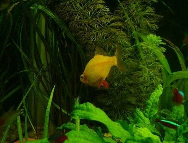 活体中小型宠物热带观赏包活虎皮鱼蓝皮鱼金皮群游好养30条装