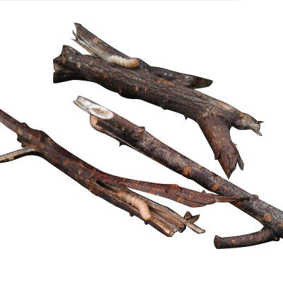 野生斗米虫鸟不踏刺虫倒督黄狼虫宝宝吃饭香香益脾胃滋补品营养品