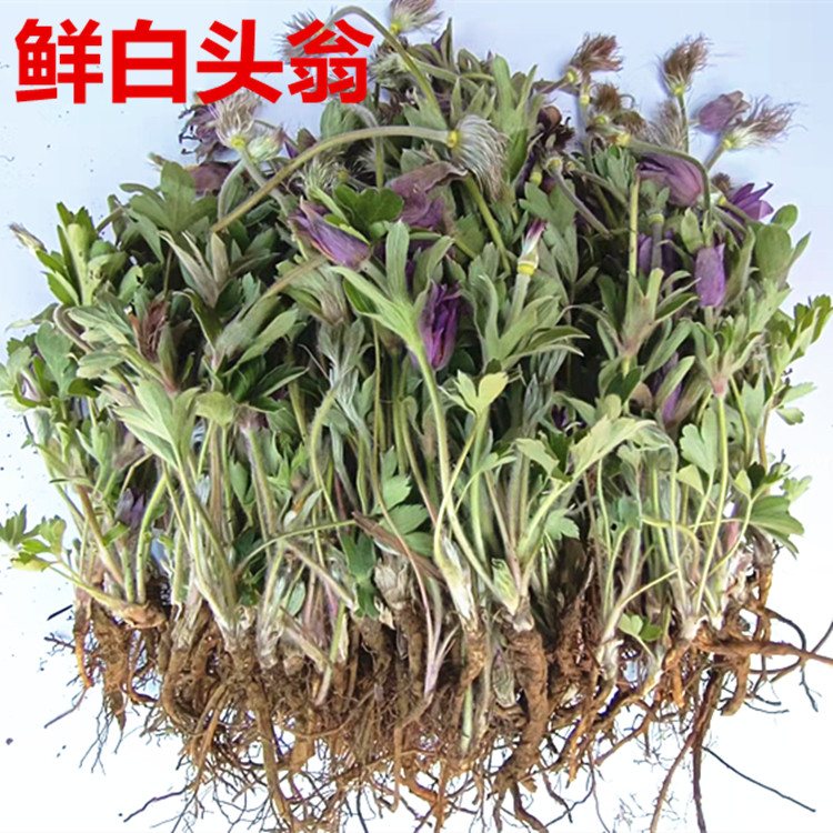 应季现挖新鲜白头翁全棵栽培种苗苗野丈人白头其他药食同源食品