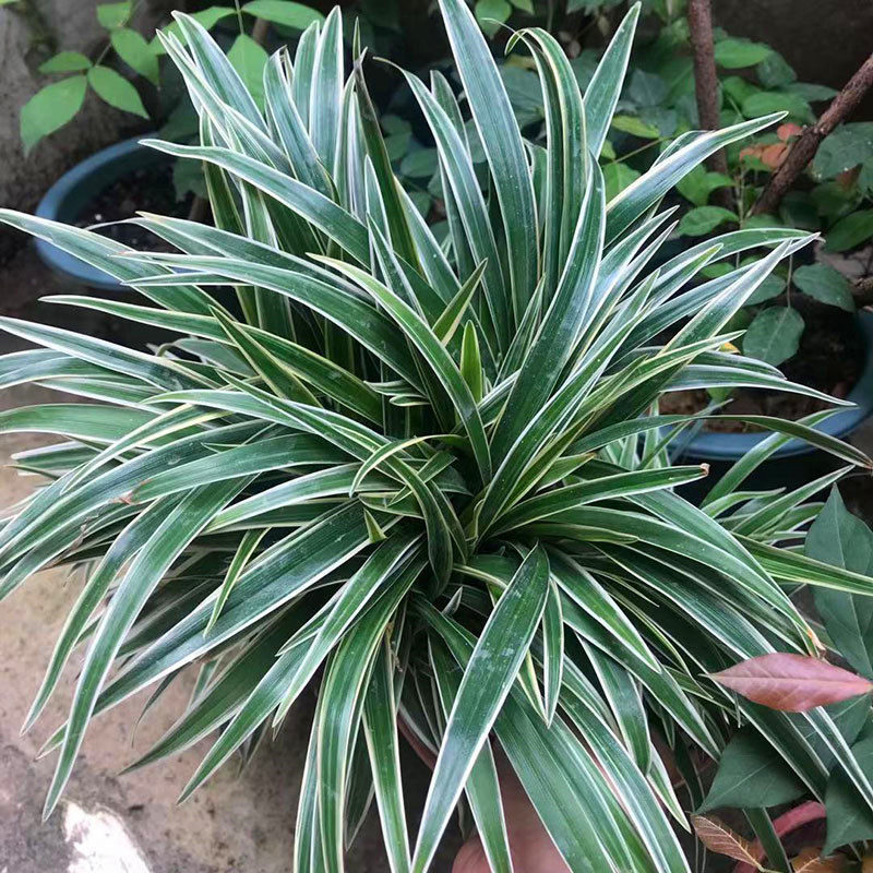 吊兰金边绿植叶绿植垂吊观常绿四季甲醛客厅室内绿植