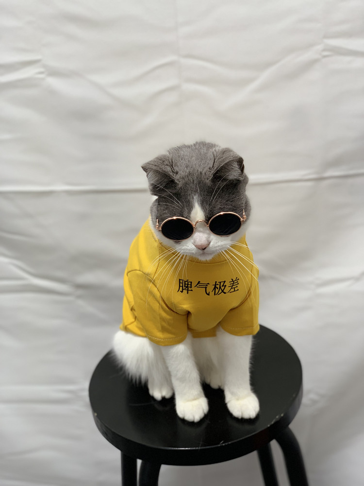 宠物猫咪狗狗亲子装衣服 手工制作 个性文字 夏季薄款