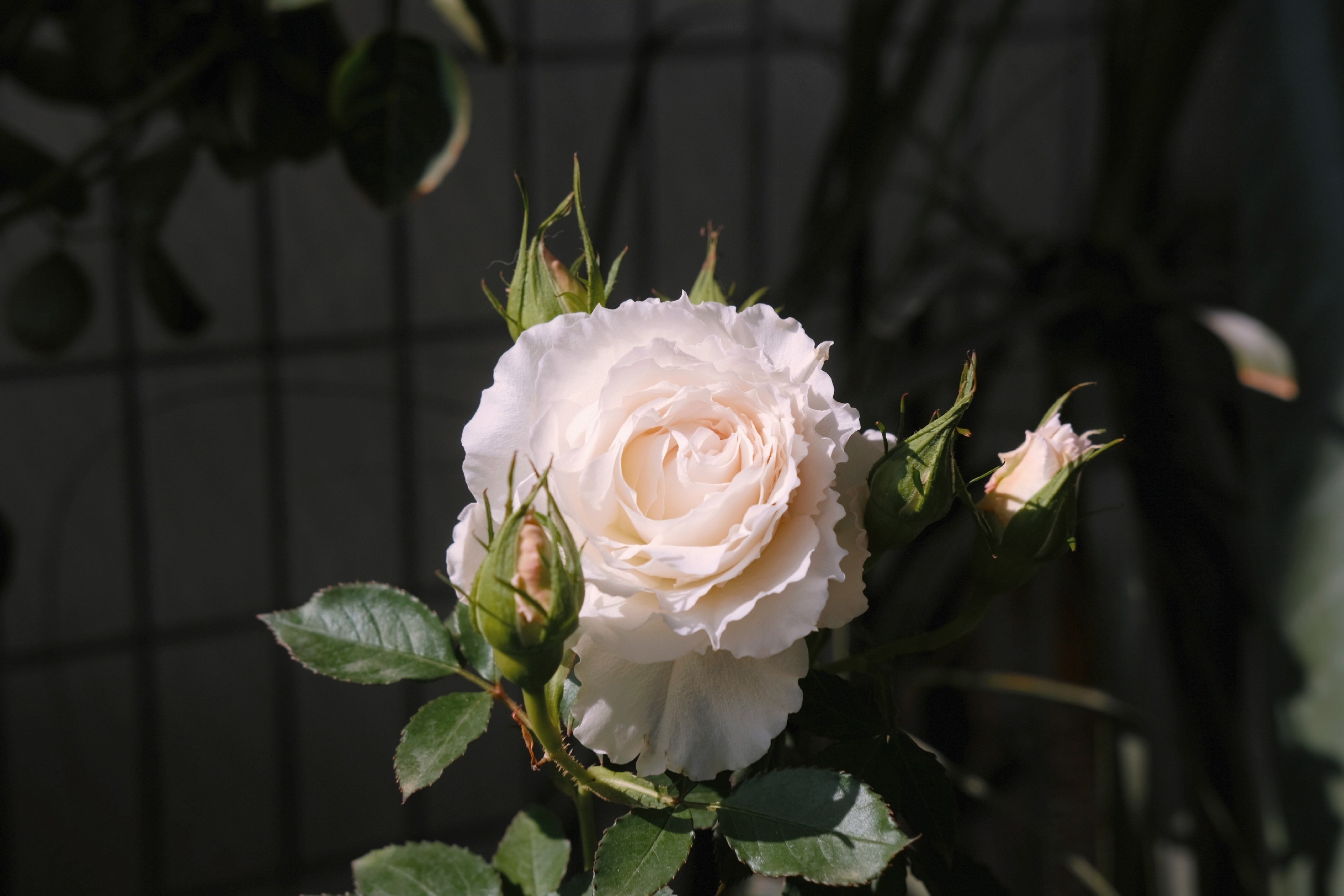 冰淇淋月季海神王芽变大花微月多季勤花阳台庭院时令草本花卉