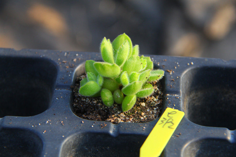 满百包景天一物植物多肉锦属银波天科黄锦童子多肉植物