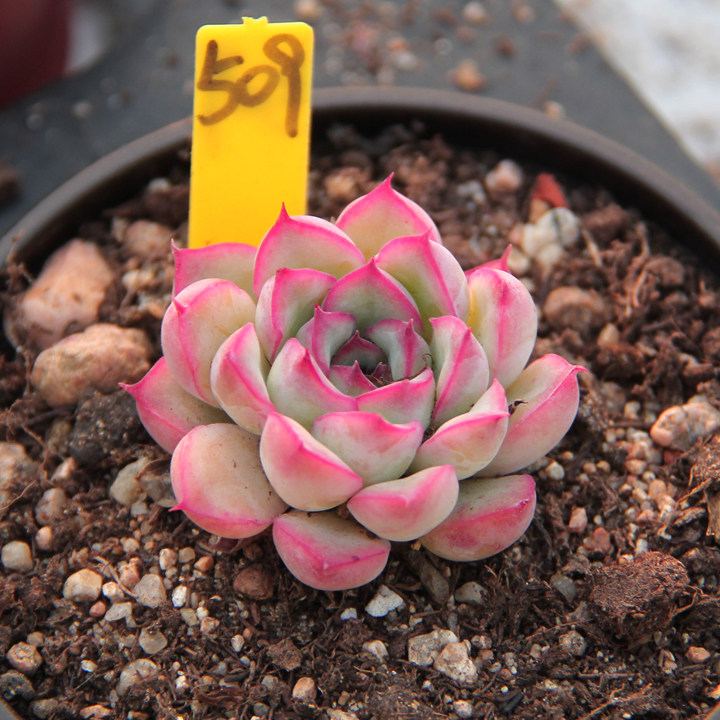 满百包荷花果冻拟石莲花东北园艺多肉植物一物多肉植物