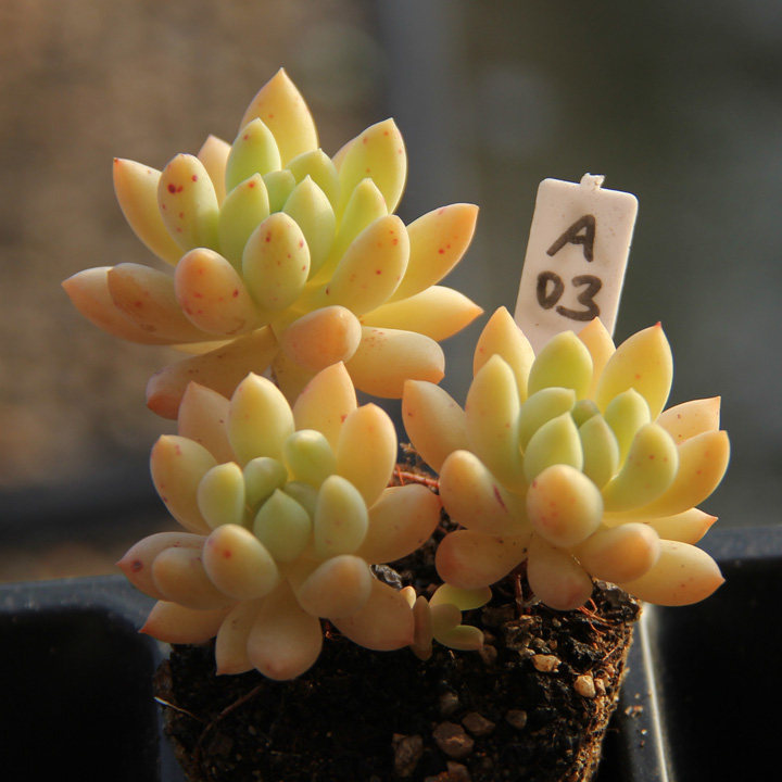 满百包柳叶莲华果冻色带杆子小老桩东北园艺多植物多肉植物