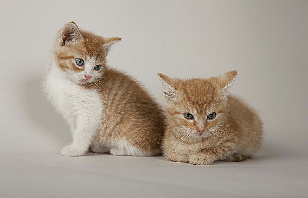 橘猫田园幼崽中华活体狸猫白猫土猫家猫异瞳猫咪