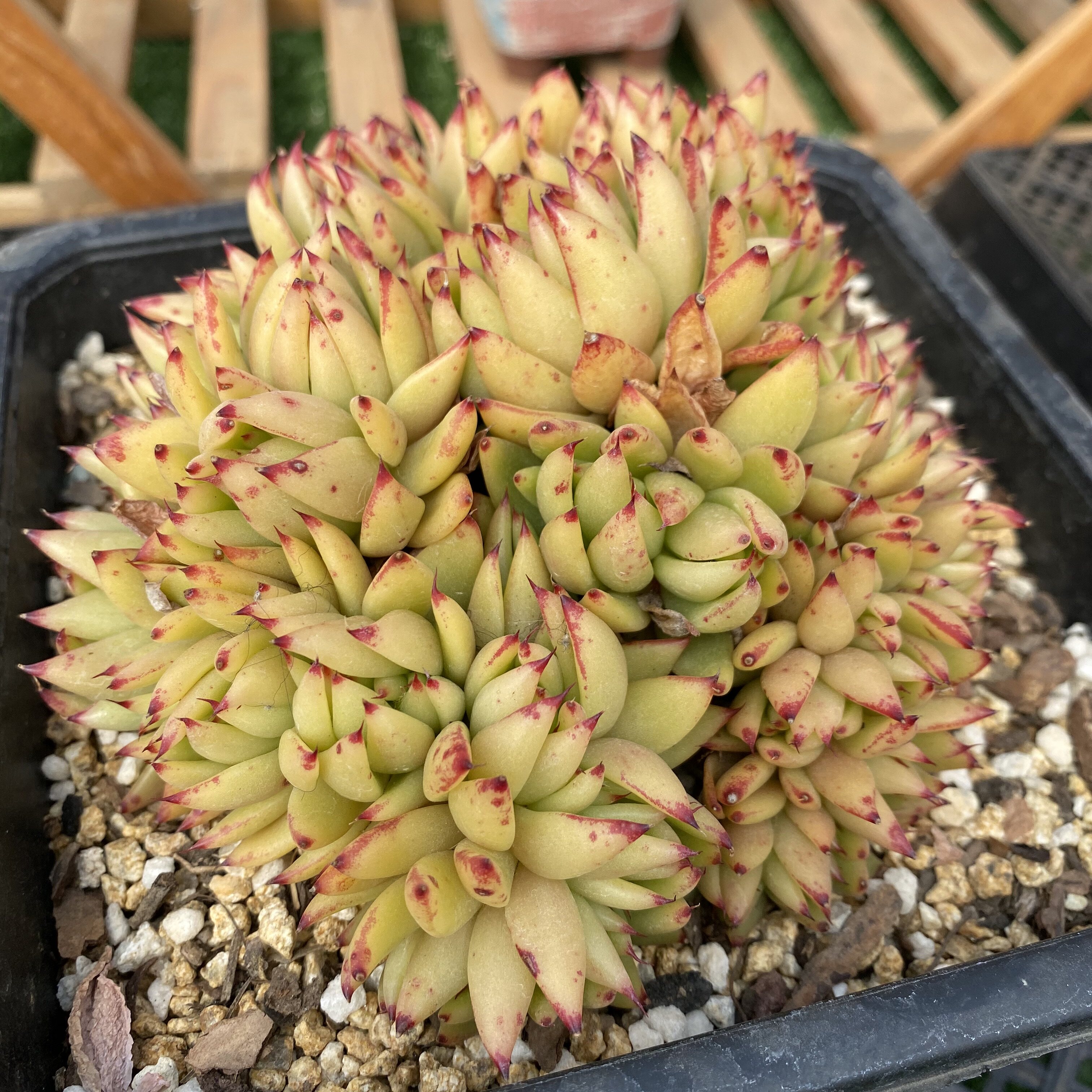 一植生活多肉精品虎鲸缀化东云老桩杂交群生多肉植物