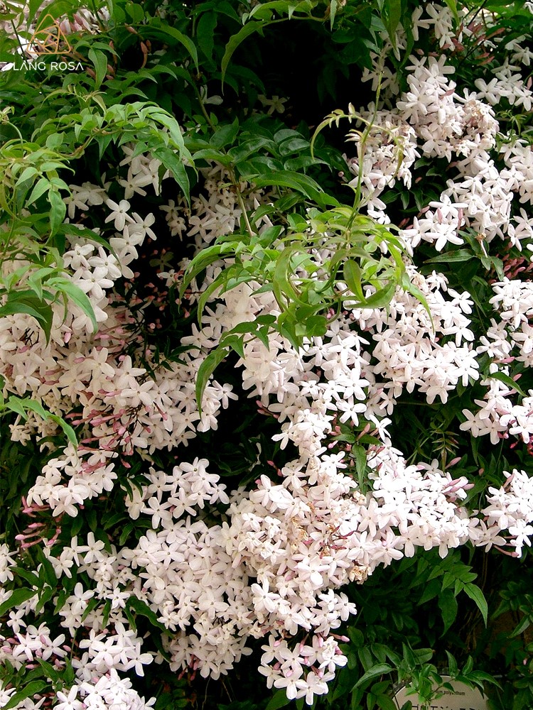 画城园艺多花素馨花苗花卉藤本植物多年生攀援观叶