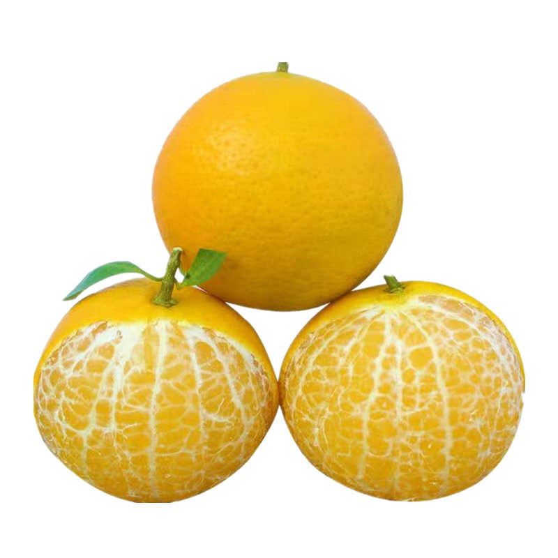 武夷山甜桔高山现摘新鲜甜橘柚柑柚子桔子10斤桔子