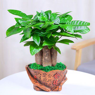 发财树懒人盆栽转运摇钱树绿植盆景办公办公室室内绿植