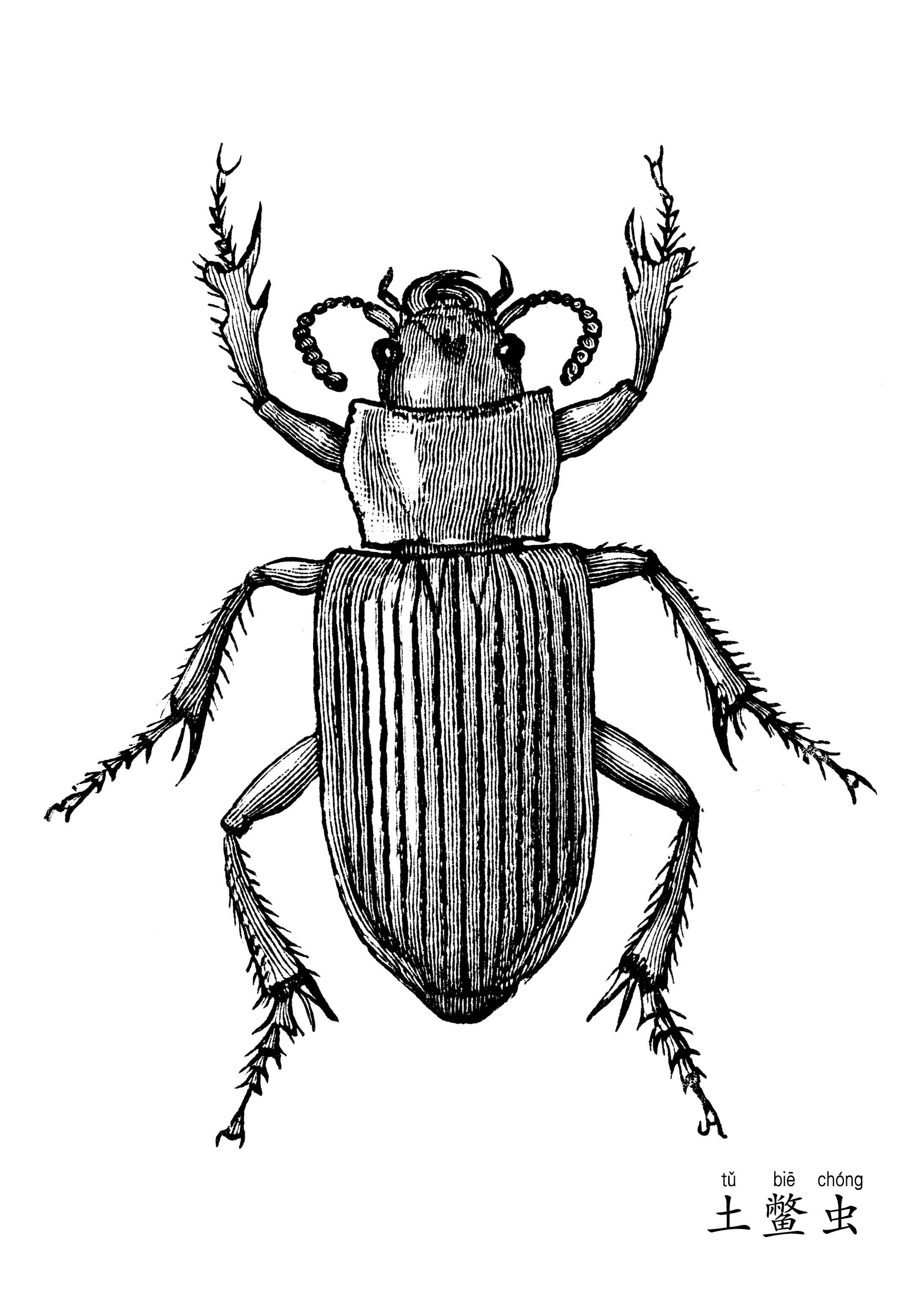 黑白35张名称中文名中文绘画铅笔画风线描新画风贺卡