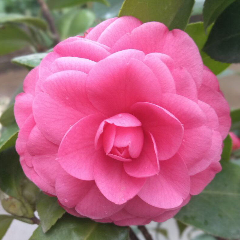 六角粉莲宫粉盆栽鲜花耐寒寒性观赏造景茶花绿植