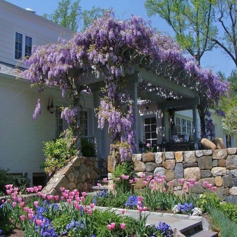 紫藤花树苗爬藤植物庭院围墙四季开花盆栽花苗花卉