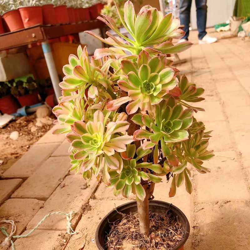 法师48包邮带锦的多肉艳日伞锦老桩丛林木质化多肉植物