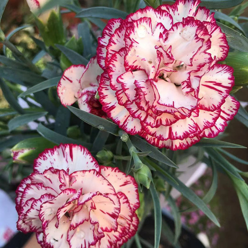 康乃馨花卉鲜花盆栽花苞好养送妈妈的礼物开花时令草本花卉