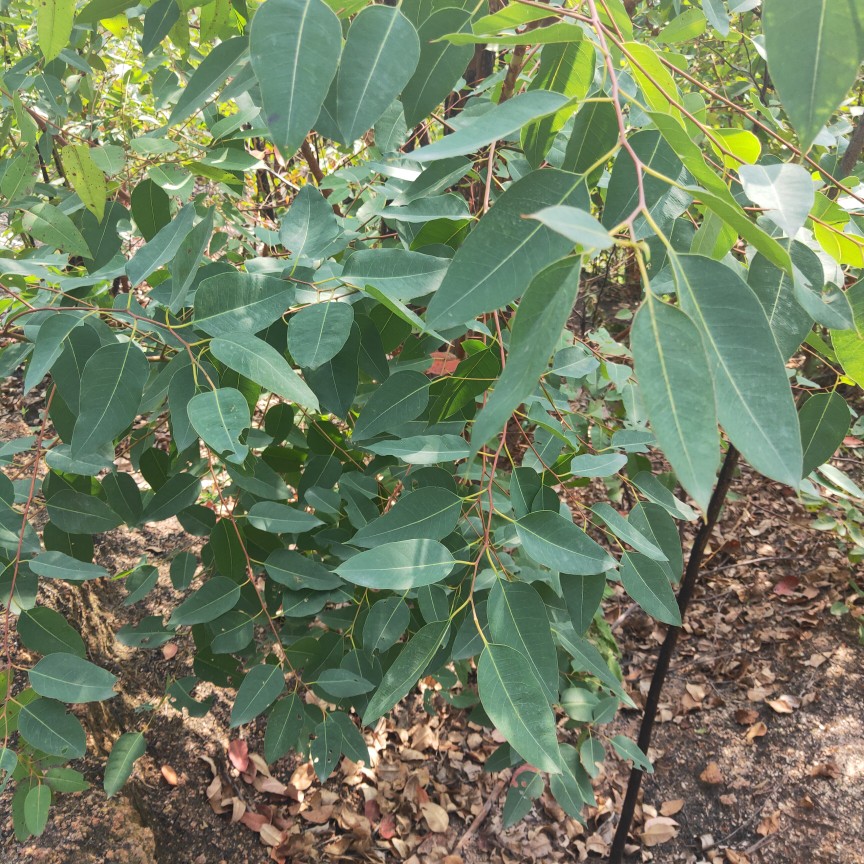 树叶新鲜桉树中草药材大叶桉现摘泡澡湿痒500g其他药食同源食品