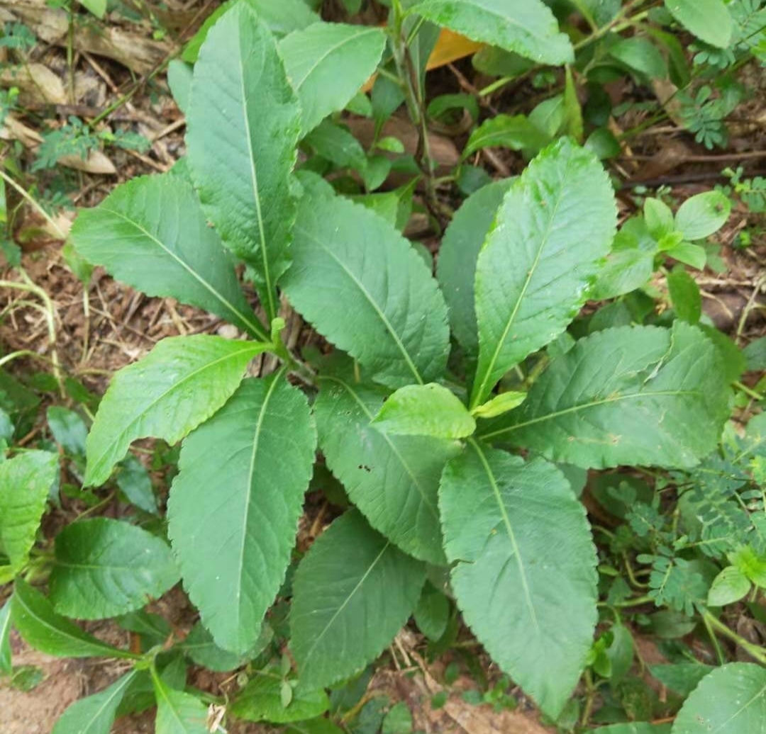 白花500克新鲜地胆地胆头牛舌草苦地胆丁竖朽地胆草其他药食同源食品