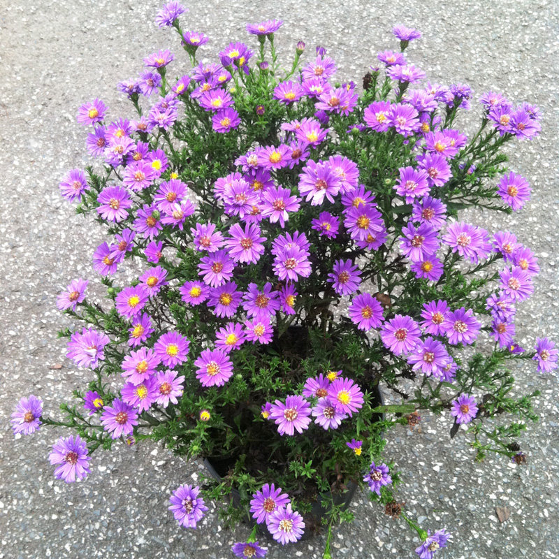 种子阳台庭院花卉花草荷兰纽约紫菀多年生家庭园艺种子