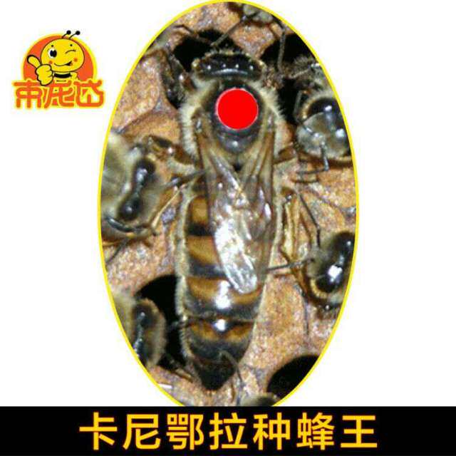 东北纯种王卡尼鄂拉蜂蜂王吉林蜂场现货包活包邮提供技术支持