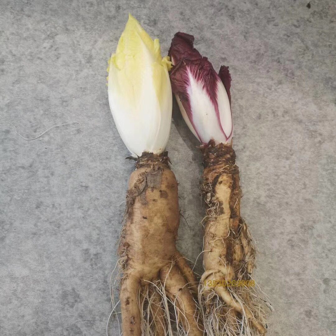 新鲜玉兰菜紫菊苣chicory紫玉兰500g江浙沪66包邮蔬菜沙拉