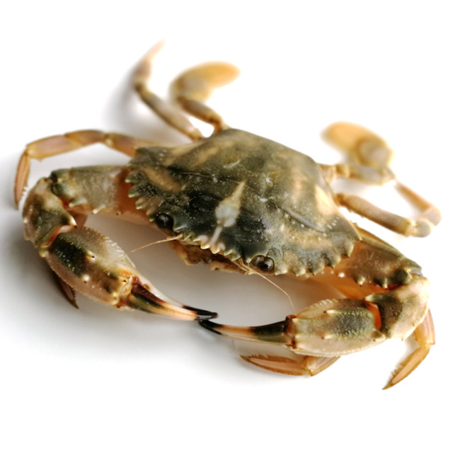 渤海海鲜水产鲜活野海蟹螃蟹花盖蟹鲜活石蟹花蟹500g三斤顺丰包邮