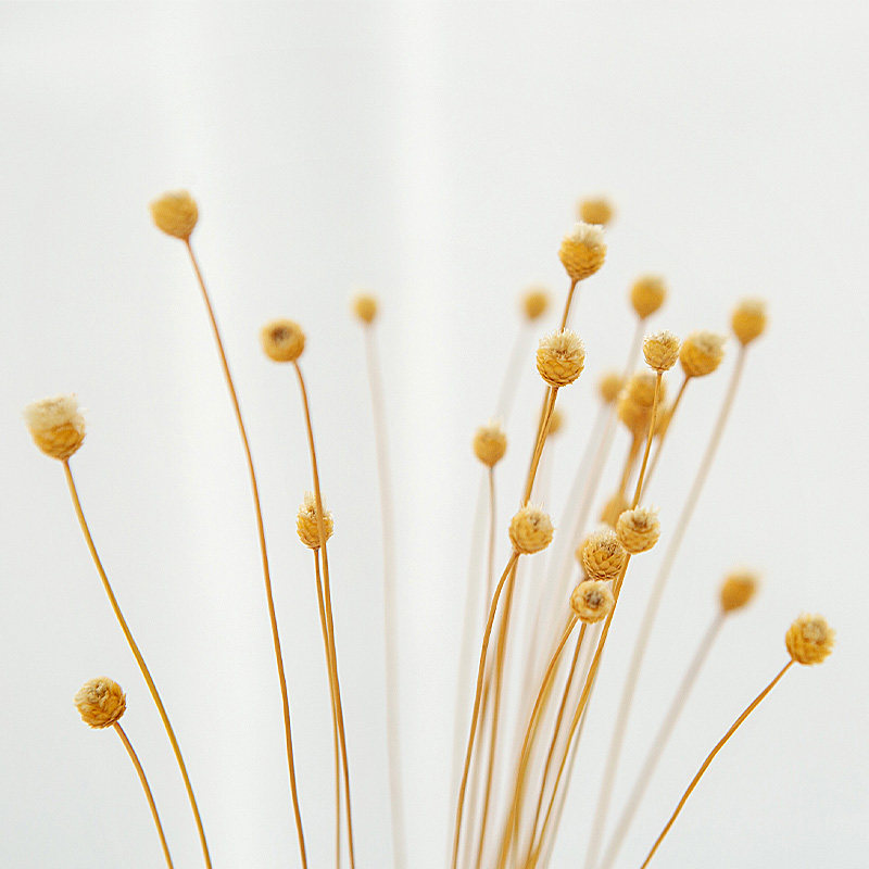 快乐花干花摄影摆拍摆件饰品装饰背景早餐蛋糕背景布类