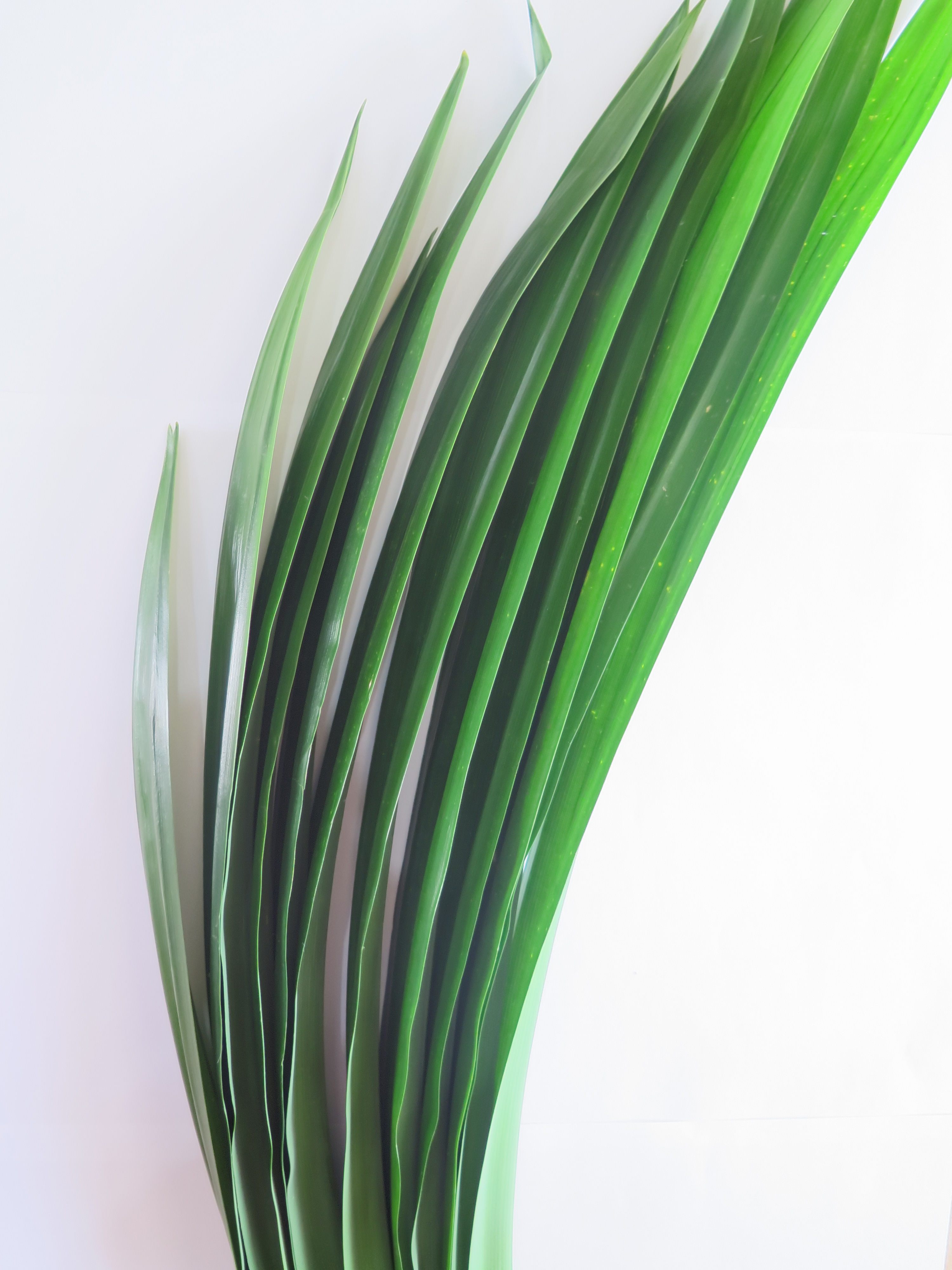 3斤包邮泰国品种新鲜班兰叶香兰叶斑斓叶蛋糕千层糕芒果糯米饭料