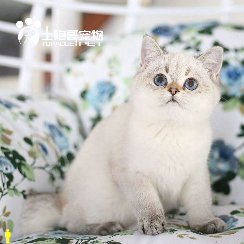 土炮宠物英短重点活体山猫色虎蓝猫银点银渐层猫咪