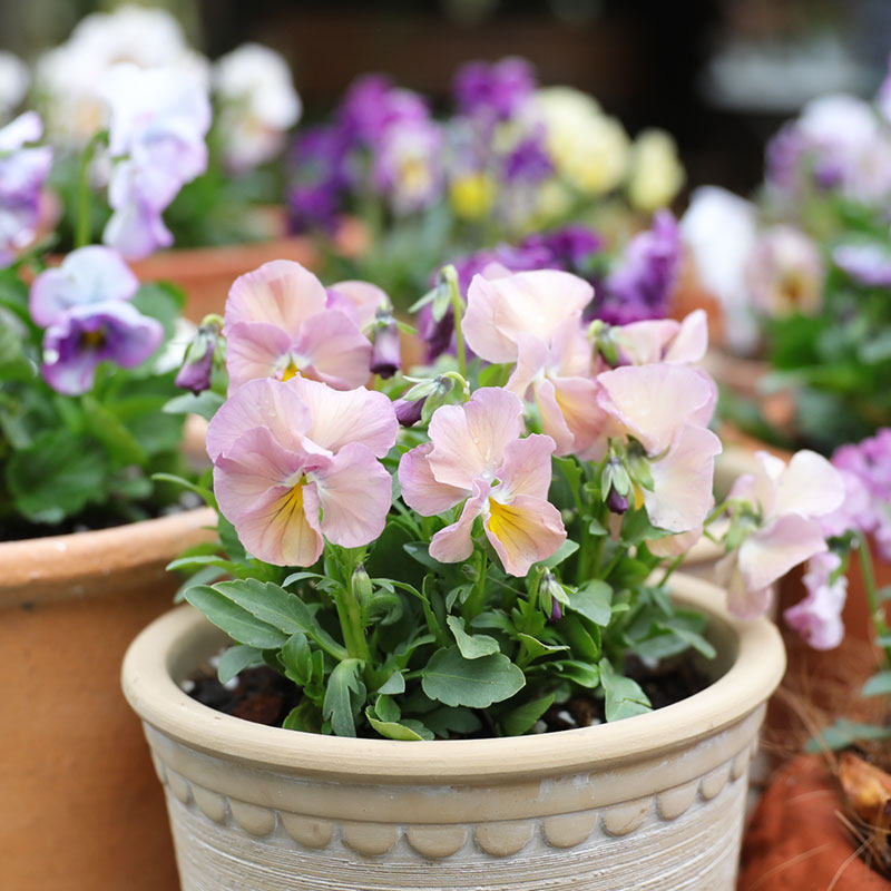 海蒂花园小兔子角堇皱边易爆阳台庭院花卉盆栽花卉