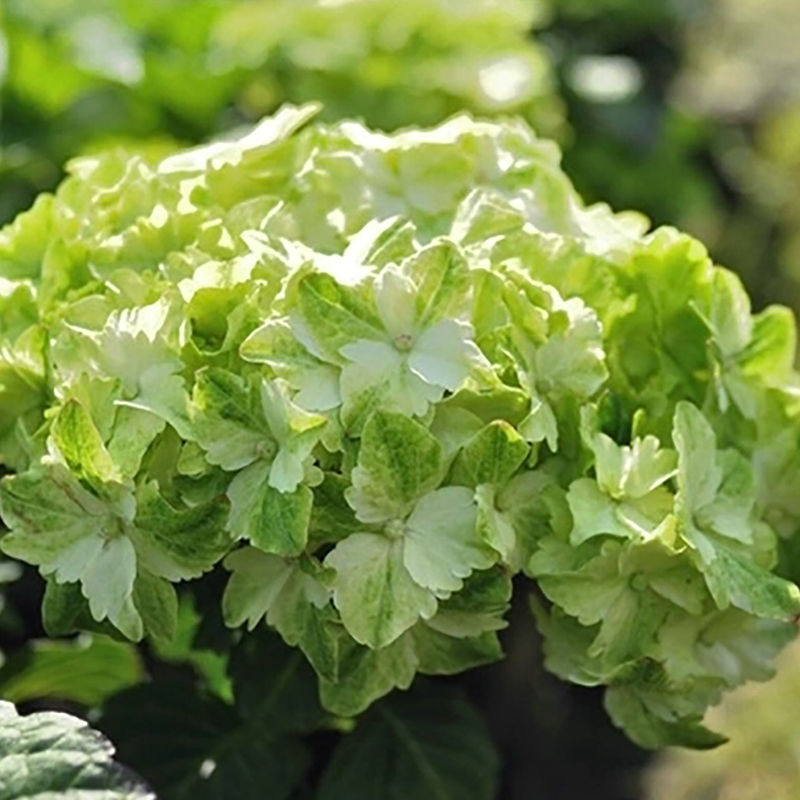 海蒂的花园 魔幻翡翠大花绣球花绿白花色阳台庭院花卉植物盆栽苗