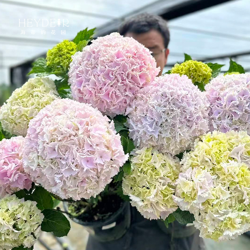 海蒂的花园绣球花苗 无尽夏大海蓝万华镜阳台四季种植物树苗盆栽