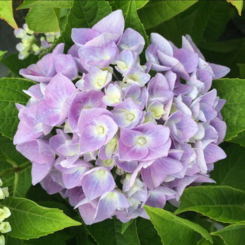 海蒂的花园 魔幻水晶大花绣球长势好八仙花阳台庭院花卉植物盆栽