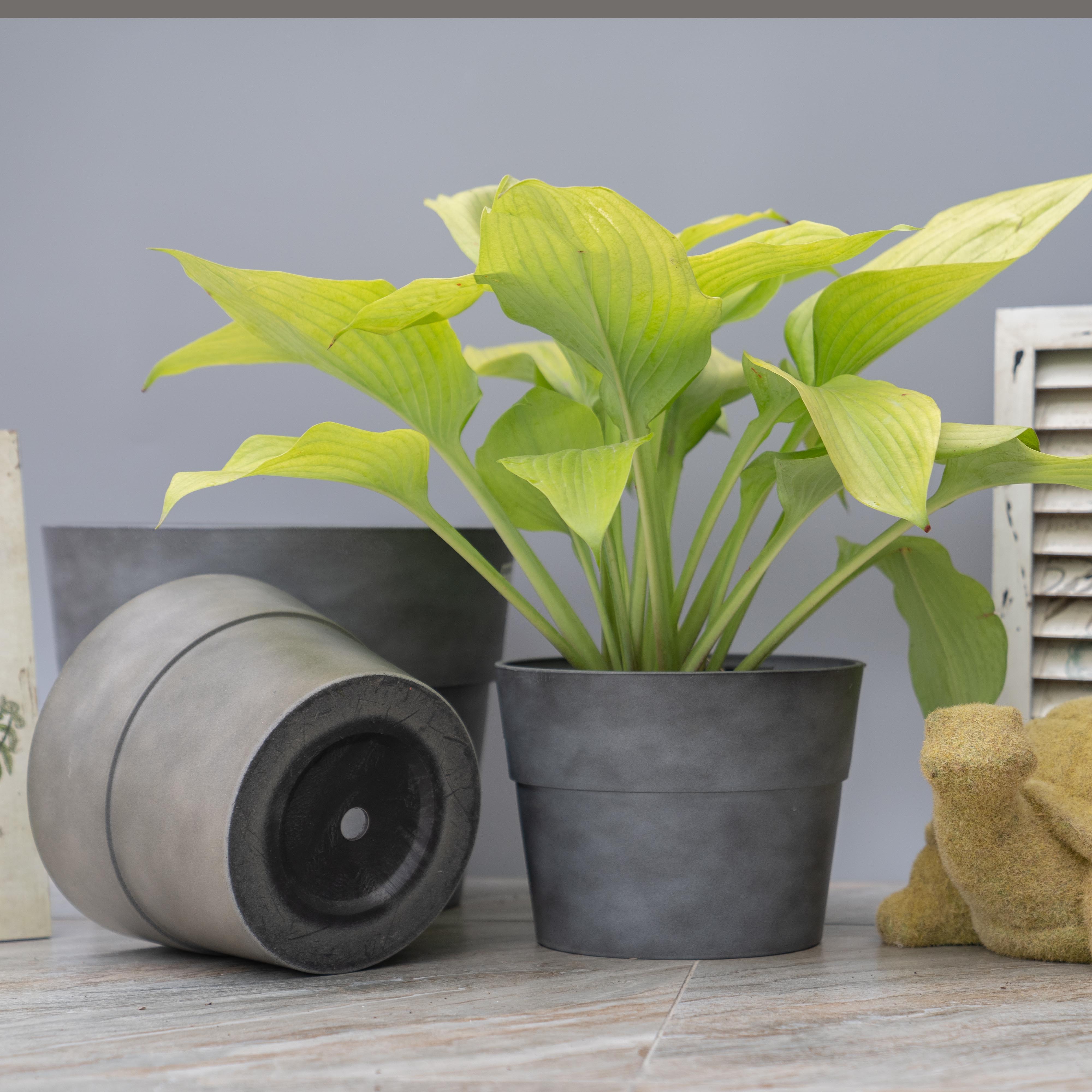 海蒂花园凯莱花盆月季绣球阳台庭院花卉水泥花盆