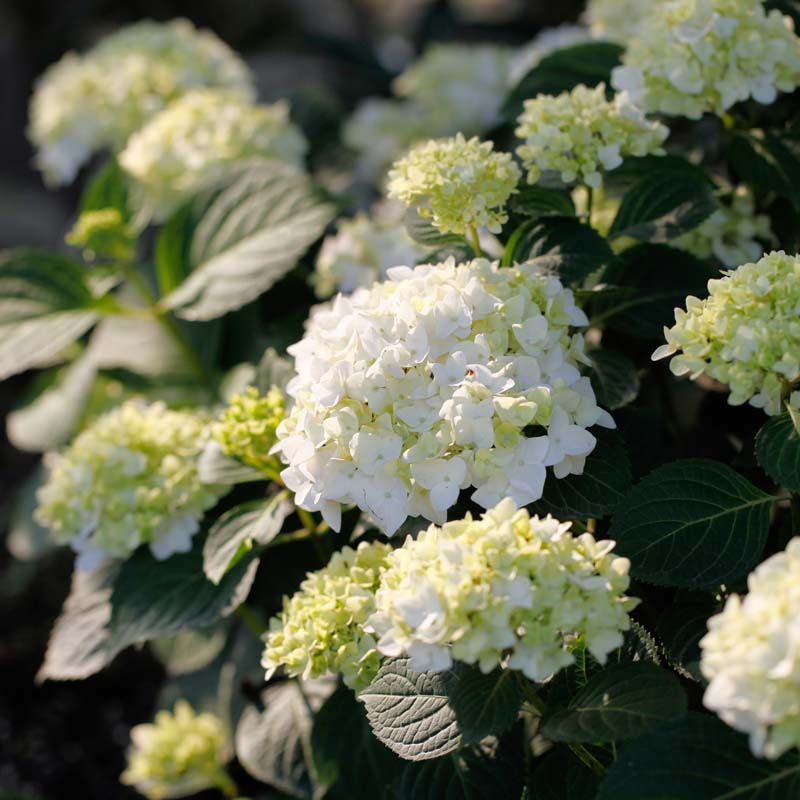 海蒂的花园 无尽夏新娘绣球花苗重复开花易爆盆色彩美小苗盆栽