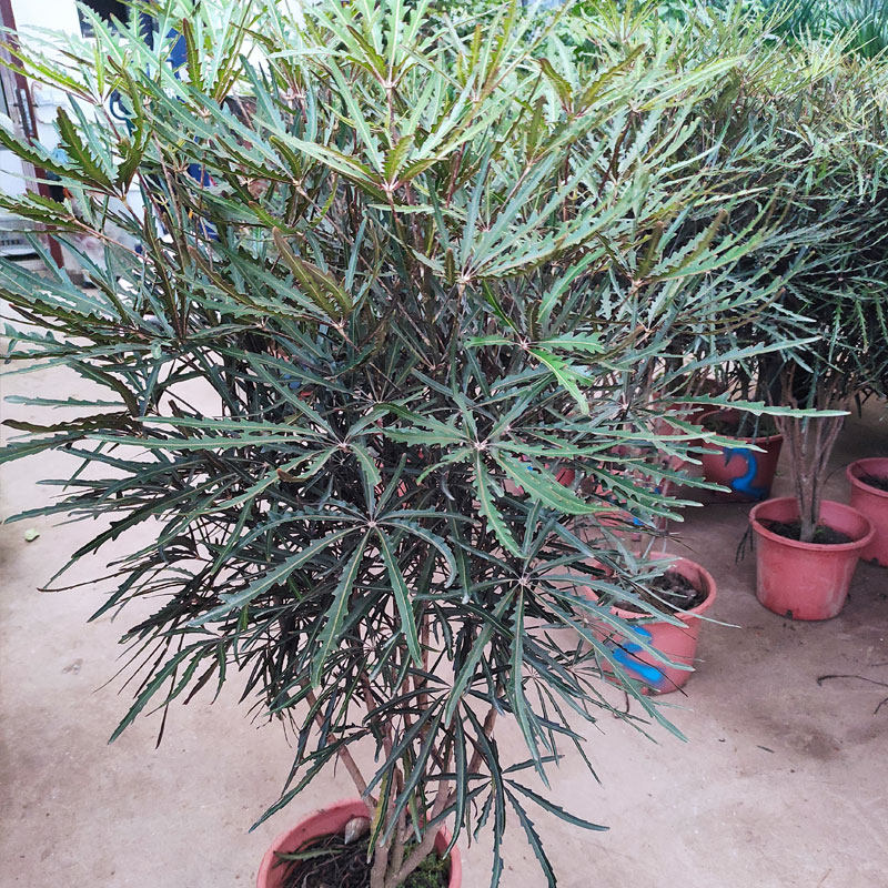 植物孔雀木高档观赏绿植流行潮货室内花卉盆栽大型绿植