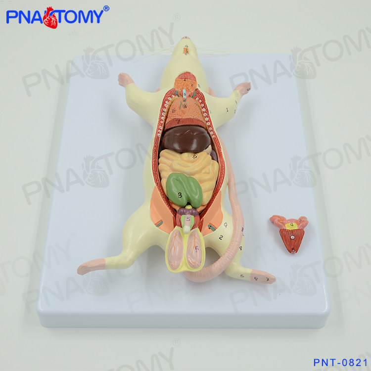 小白鼠解剖模型老鼠内脏器官构造解剖生物教学实验动物解剖畜牧业