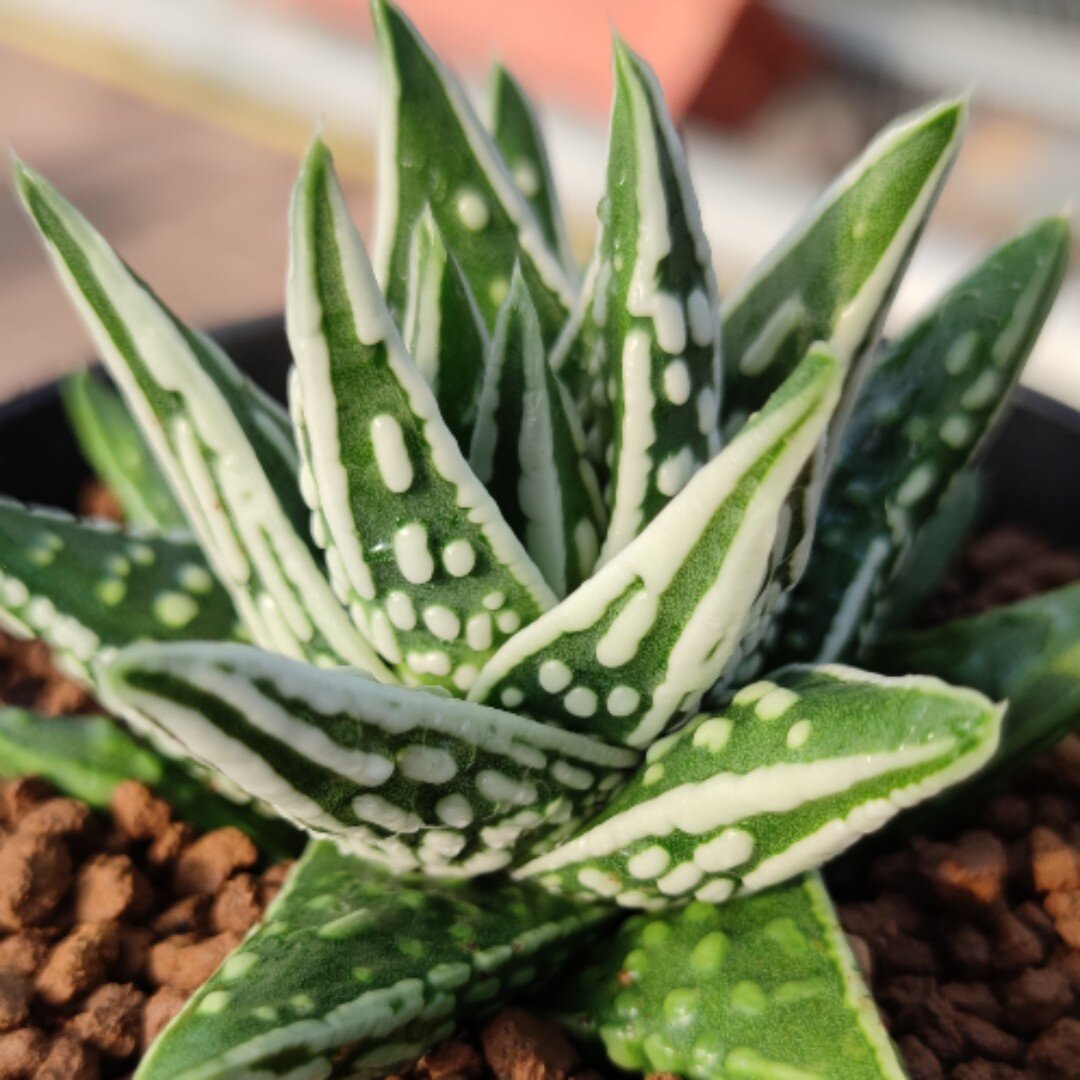 十二卷硬叶天使之泪厘米叶展实物拍照带盘发货包邮多肉植物