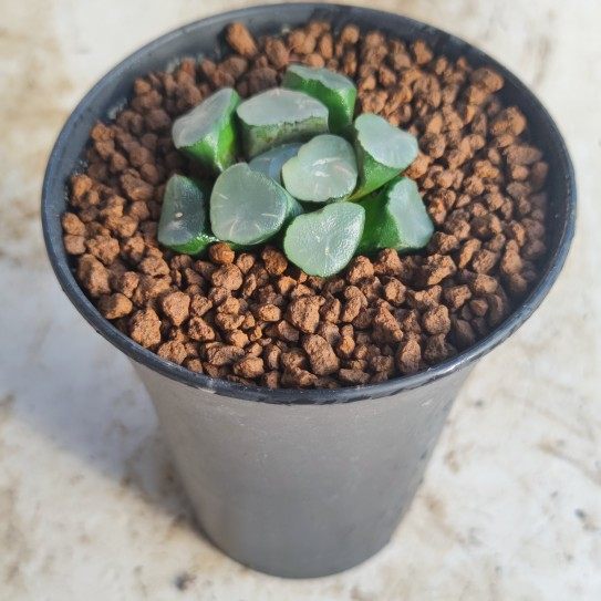 瓦苇十二空门万象55厘米实物拍照带盆发货包邮多肉植物