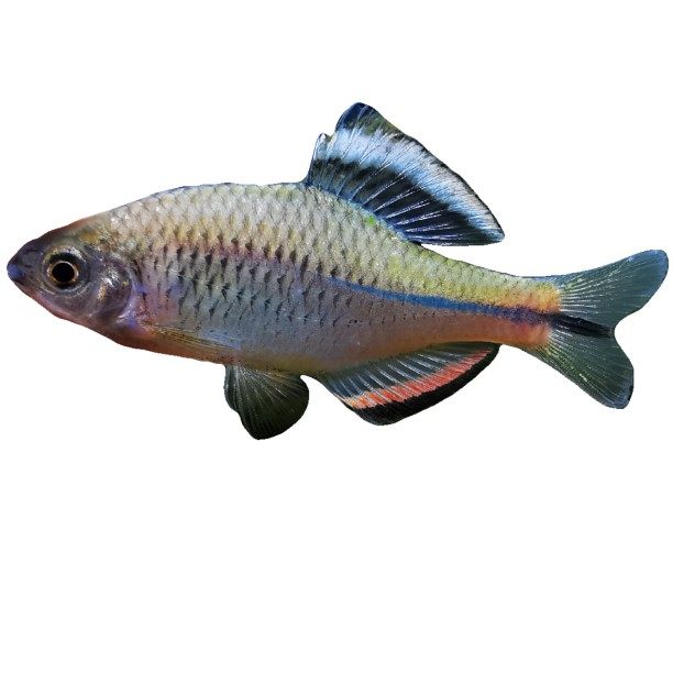 齐氏泉州鳑鲏漳州鱊泉齐革条原生观赏鱼冷水溪流鱼